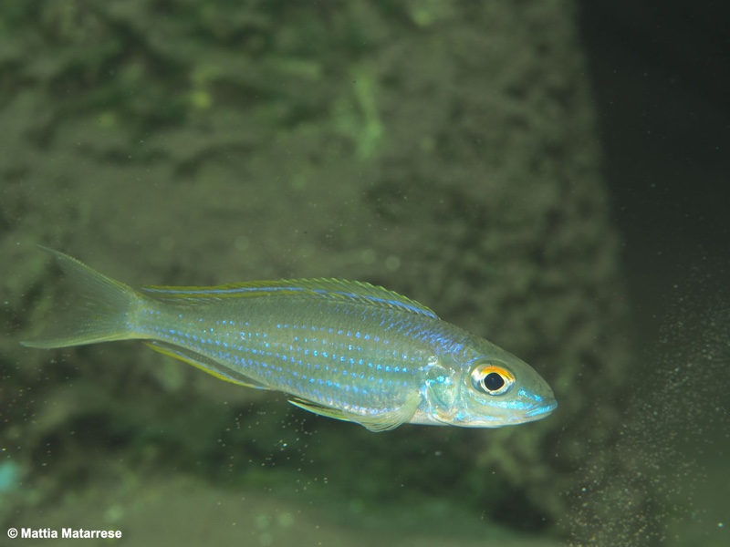 Lestradea perspicax 'Jakobsen's Beach'